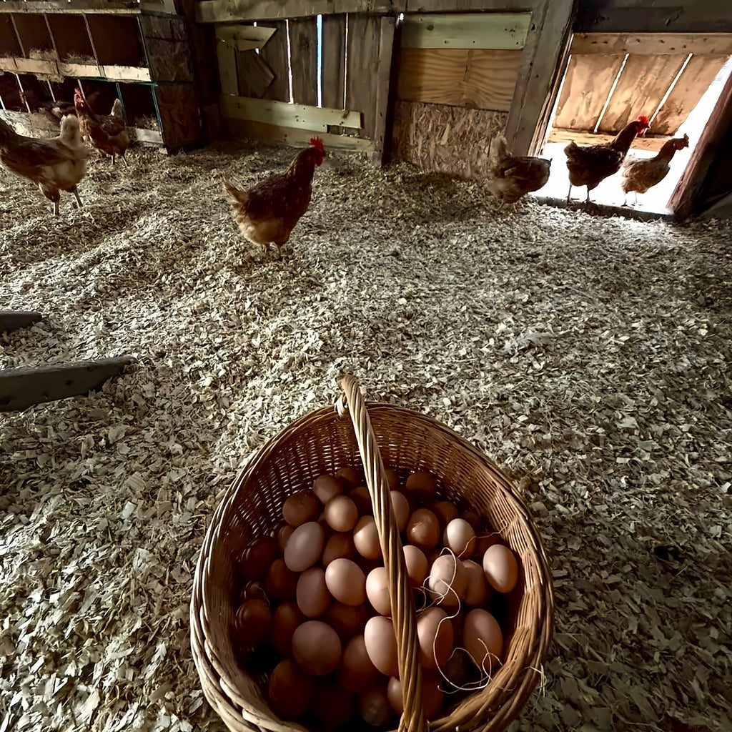 Pasture-Raised Farm Fresh Eggs | Moosehead Farms