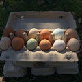 Pasture-Raised Farm Fresh Eggs | Moosehead Farms