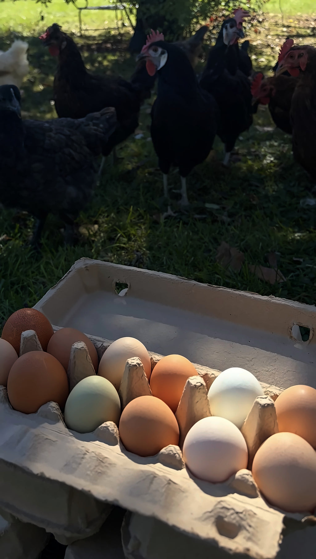 Pasture-Raised Farm Fresh Eggs | Moosehead Farms