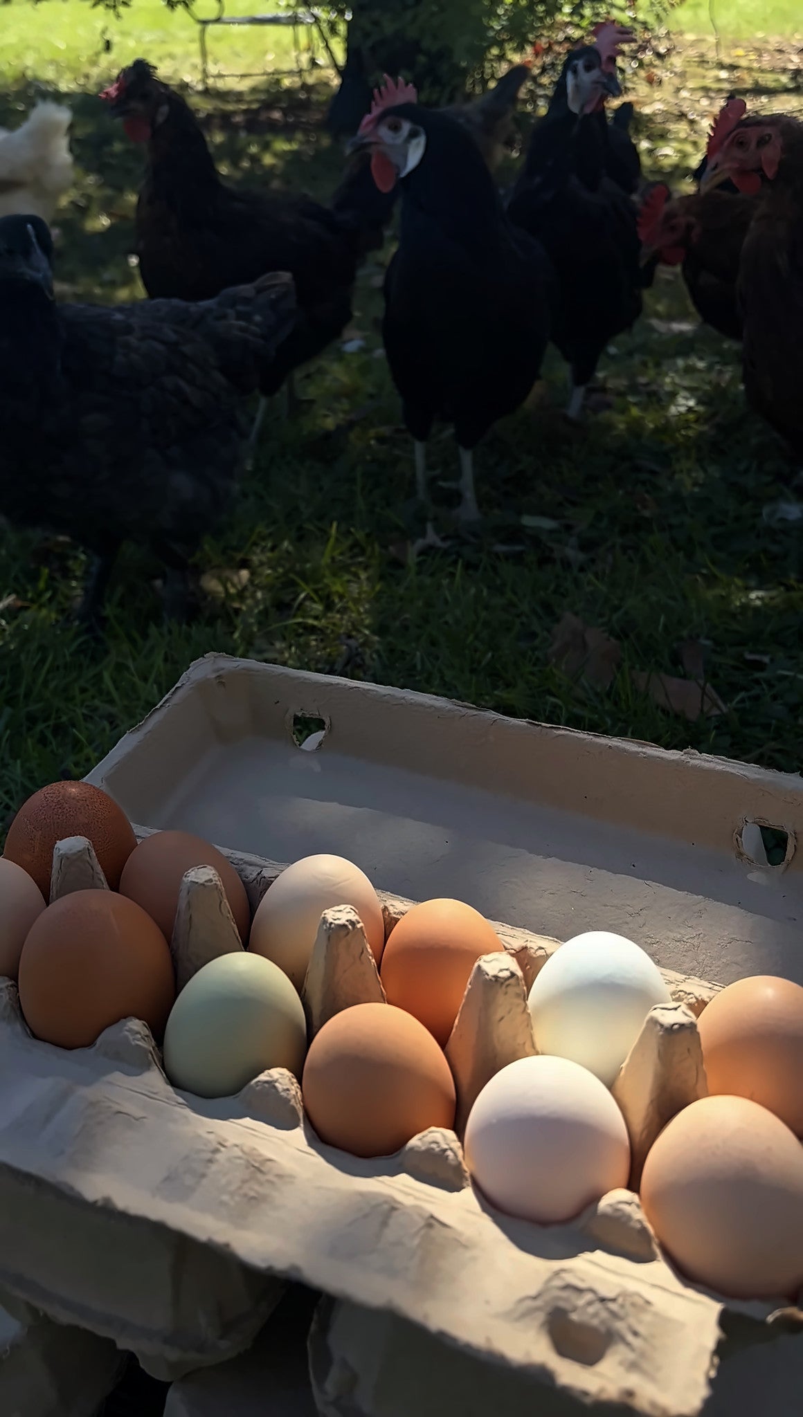 Pasture-Raised Farm Fresh Eggs | Moosehead Farms